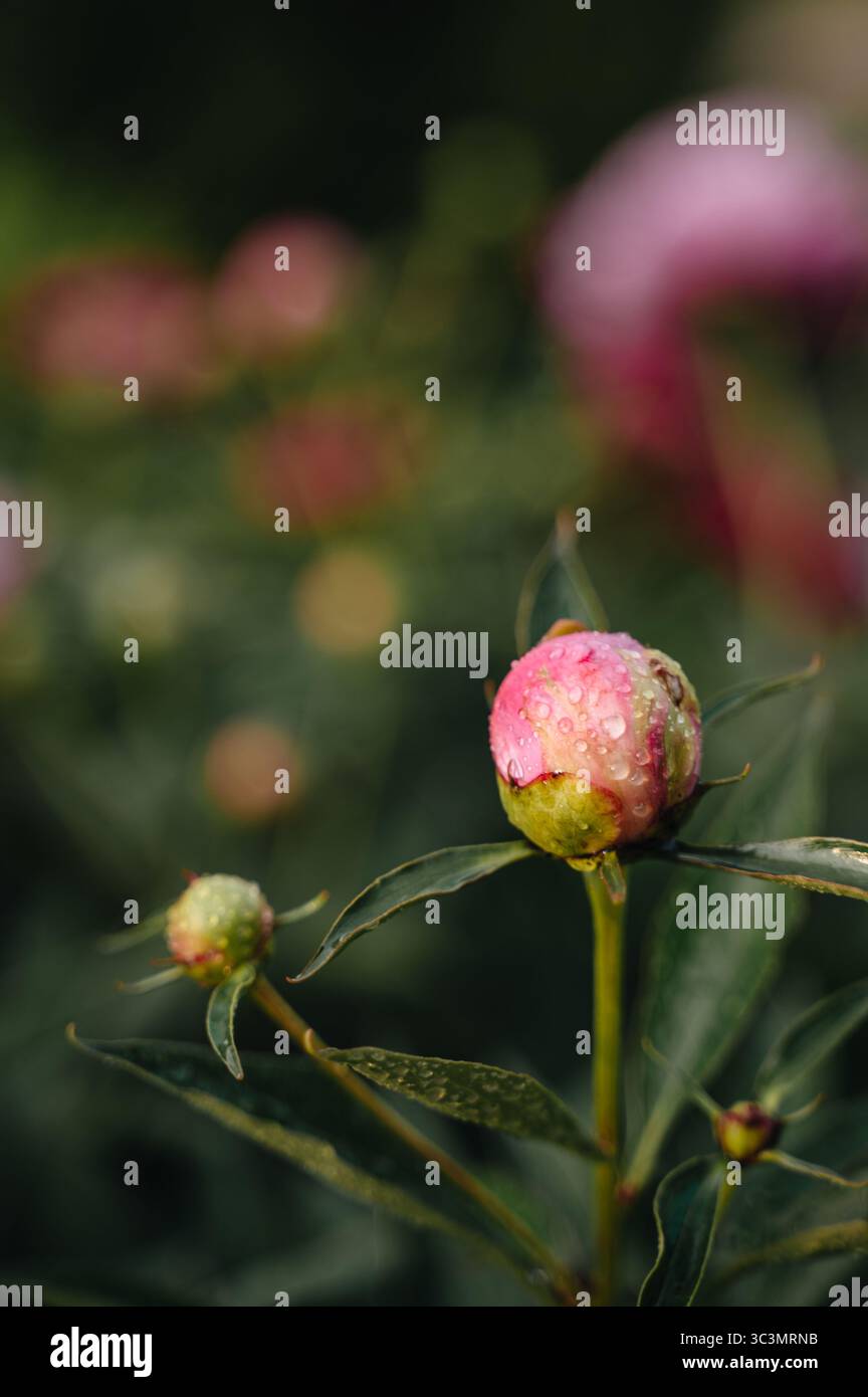 Zarte rosafarbene Pfingstrosen blühen anmutig in einem üppigen Garten und präsentieren ihre lebendigen Farben und natürliche Eleganz. Perfekt für Frühling und Sommer Stockfoto