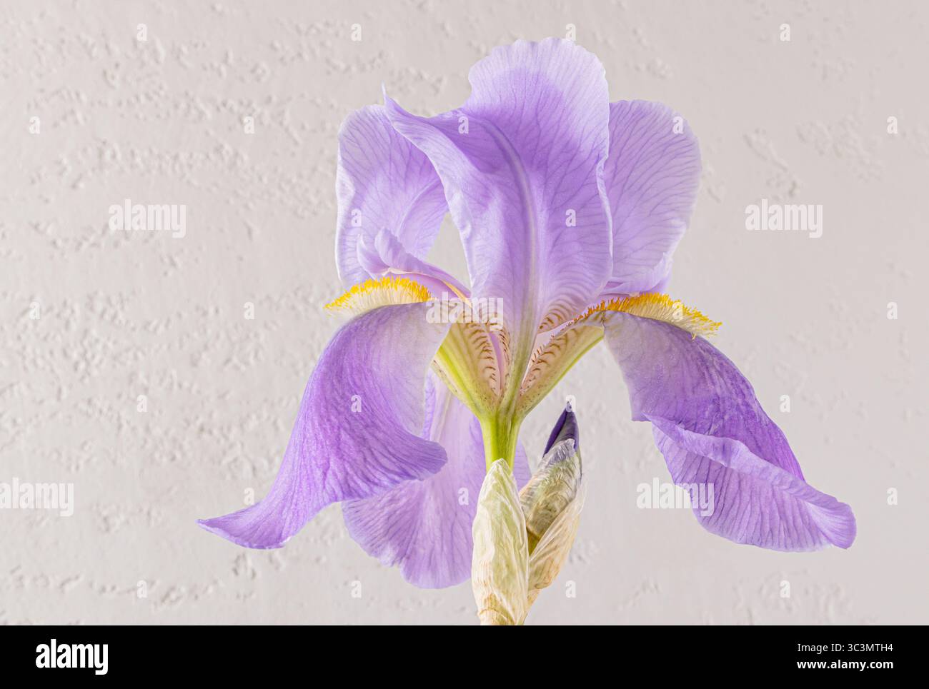 Eine atemberaubende lila Irisblume mit eleganten und zarten Blütenblättern, die von gelben Anklängen hervorgehoben werden. Perfekte Darstellung der natürlichen Schönheit und Stockfoto
