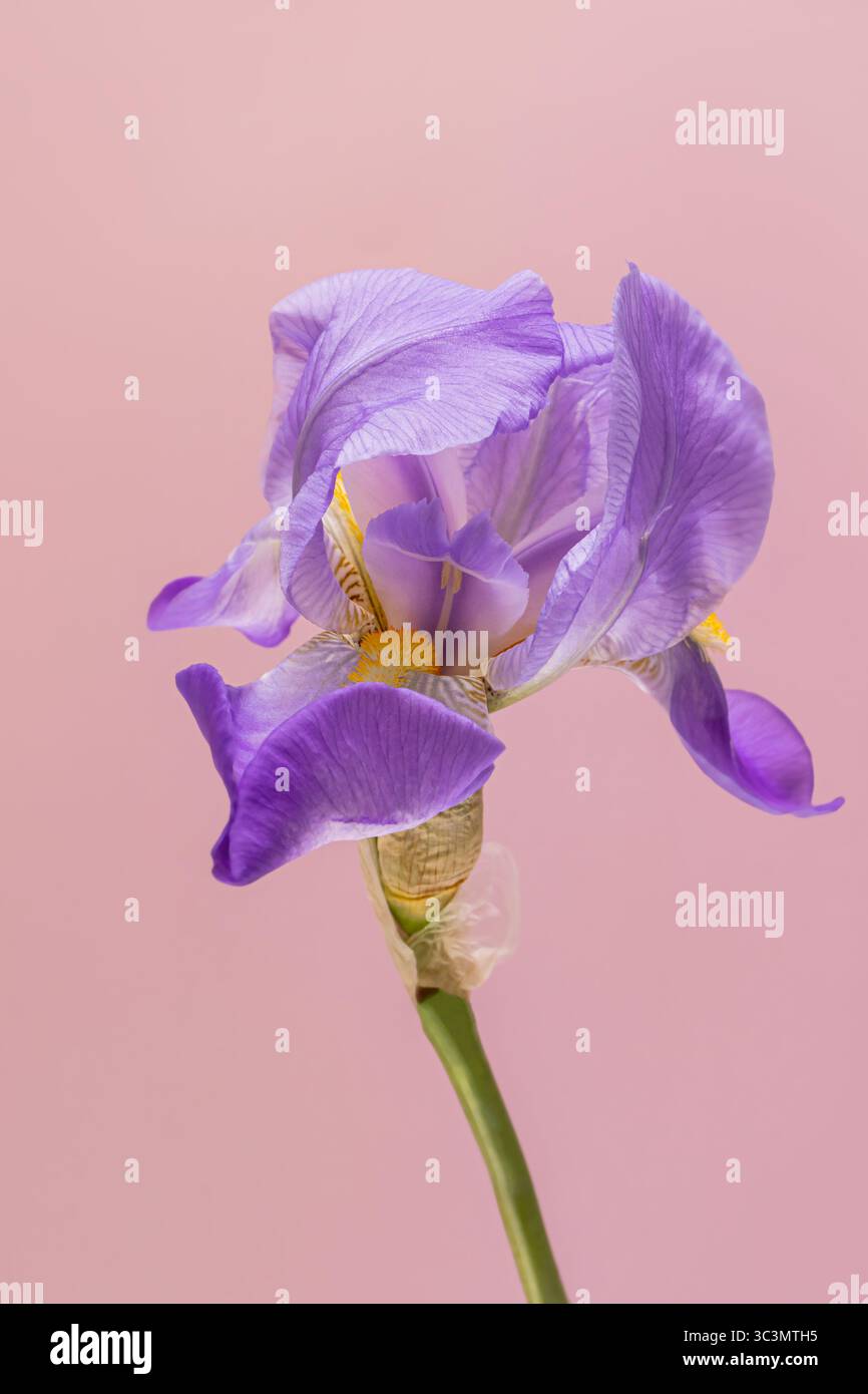 Wunderschöne Nahaufnahme einer lila Iris-Blume mit ihren zarten Blütenblättern und komplizierten Texturen vor einem sanften rosafarbenen Hintergrund. Ideal für die Natur Stockfoto