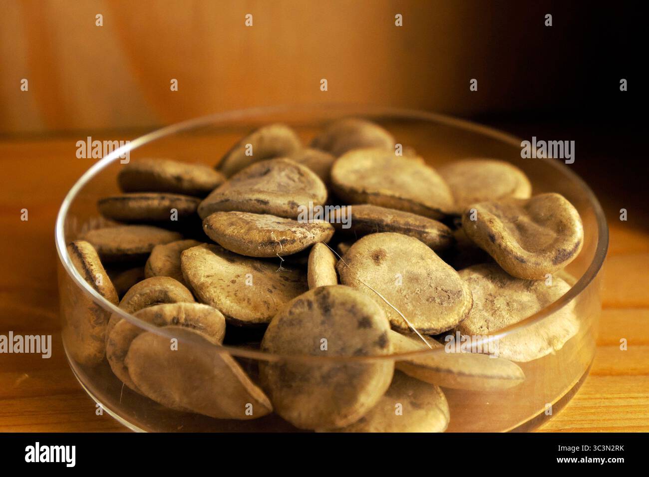 Strychnin-getrocknete Samen giftige Pflanzendetails Stockfoto