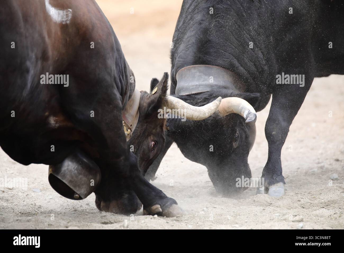 Schweizer Herens Kuh kämpft in Herens Arena Les Haudères Stockfoto