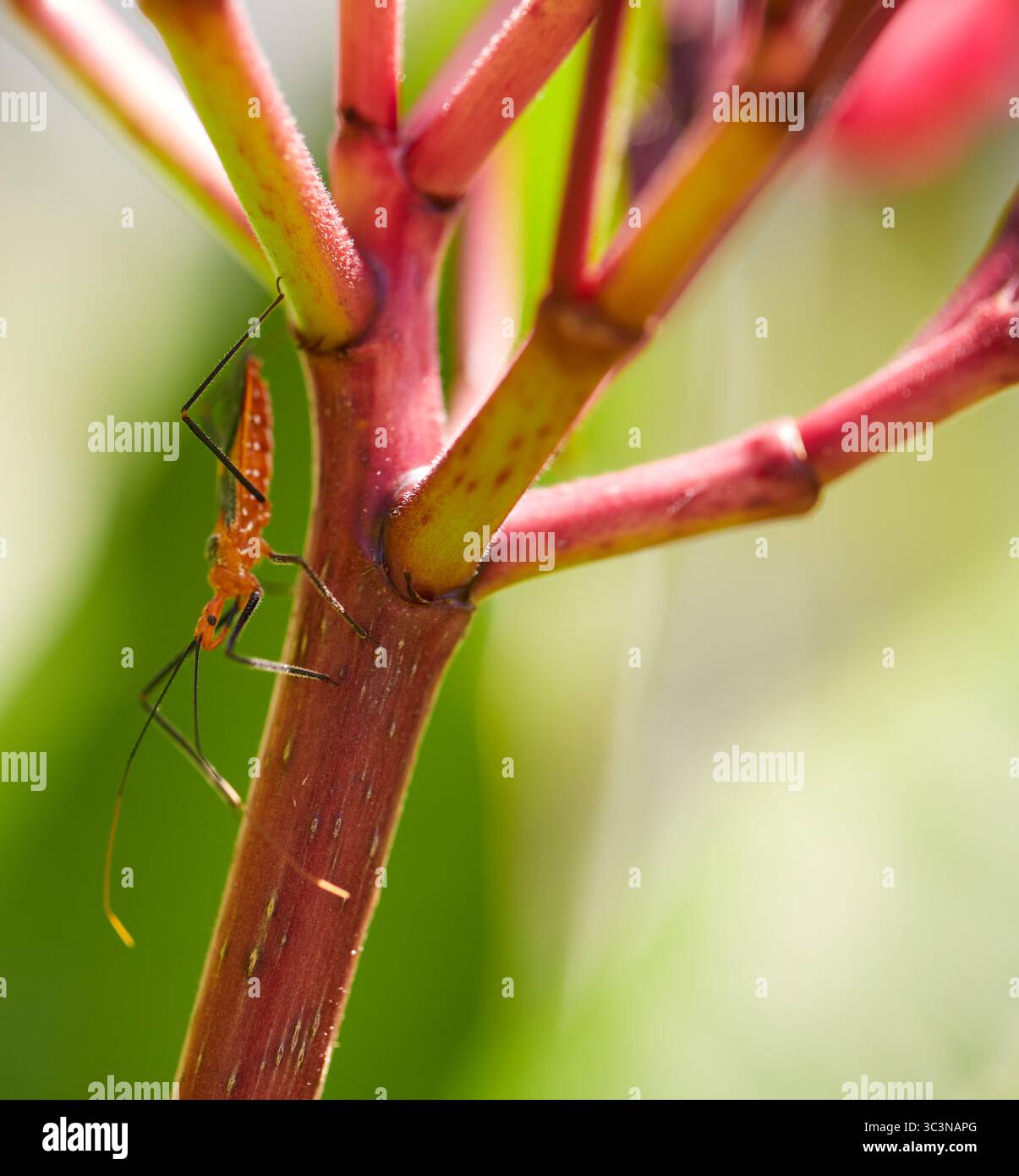 Orange Assassin Käfer sind nützliche Raubinsekten, die eine natürliche Schutzbarriere für Bio-Bauern gegen pflanzenfressende Schädlinge sind! Stockfoto