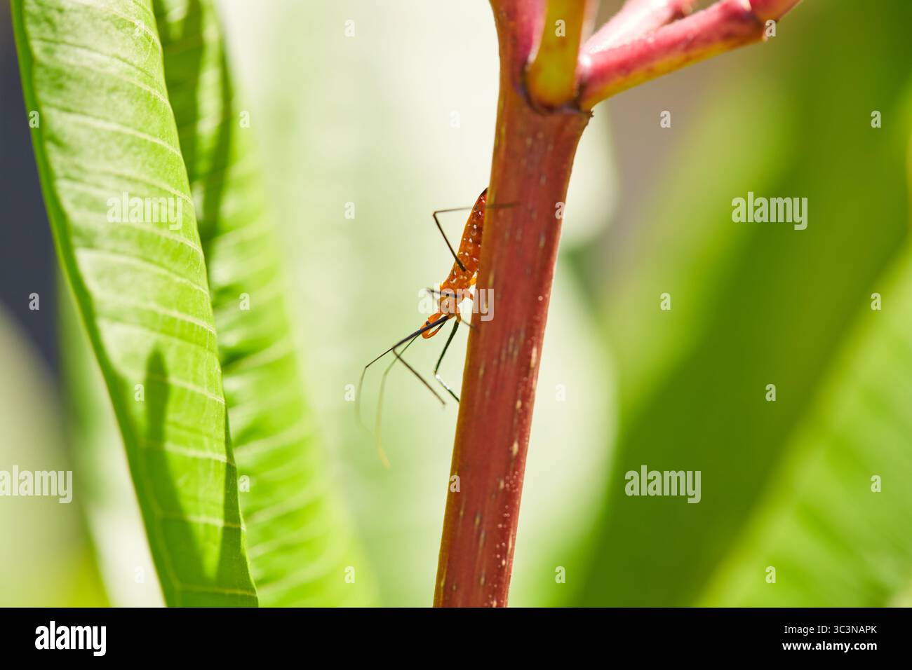 Orange Assassin Käfer sind nützliche Raubinsekten, die eine natürliche Schutzbarriere für Bio-Bauern gegen pflanzenfressende Schädlinge sind! Stockfoto