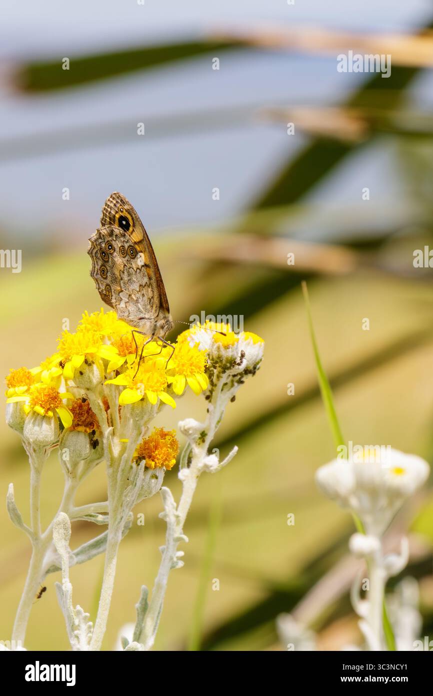 Die Nahaufnahme zeigt einen braunen Wiesenbraunen Schmetterling mit geschlossenen Flügeln, der auf mehreren gelben Ragkraut-Blüten ruht. Die Blumen sind in einem hellgrünen Feld, du Stockfoto