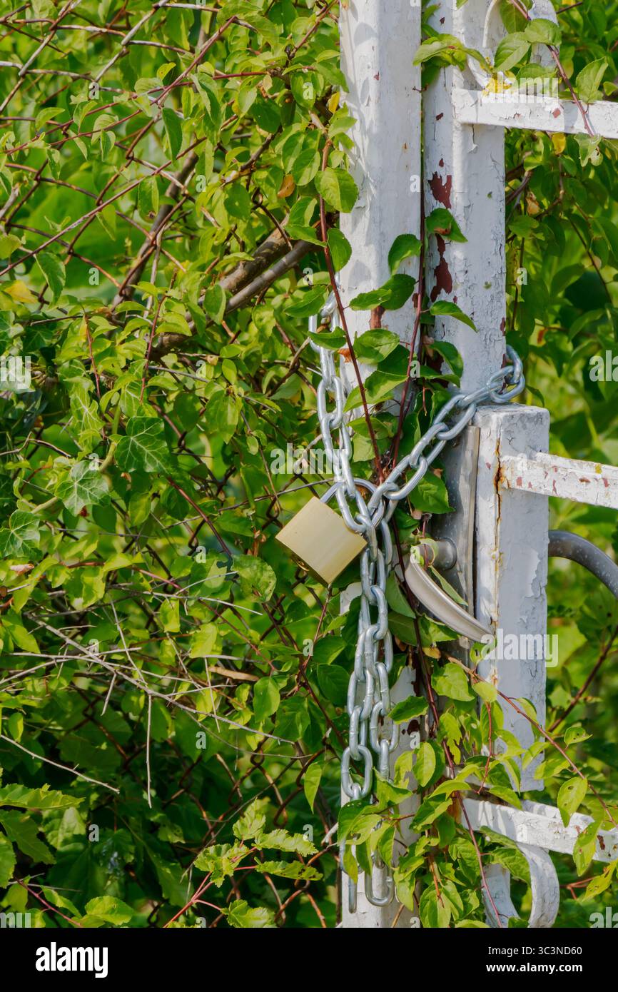 Ein weißes Metalltor, das mit einer Kette und einem Vorhängeschloss gesichert ist, ist mit üppiger grüner Vegetation bewachsen. Das Gebiet hat ein dichtes Laub, was auf eine abgeschiedene Weise hindeutet Stockfoto