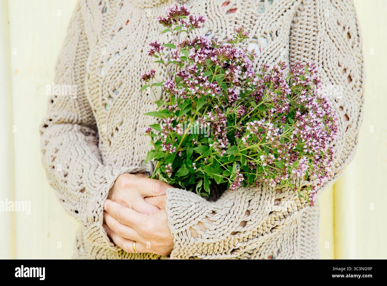 Nahaufnahme einer Frau in einem beigefarbenen Pullover mit einem frisch gepflückten Bouquet Oregano Origanum vulgare. Stockfoto