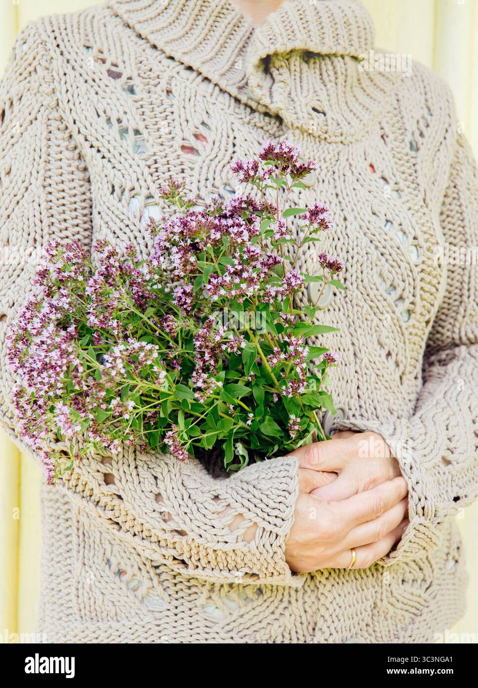 Nahaufnahme einer Frau in einem beigefarbenen Pullover mit einem frisch gepflückten Bouquet Oregano Origanum vulgare. Stockfoto