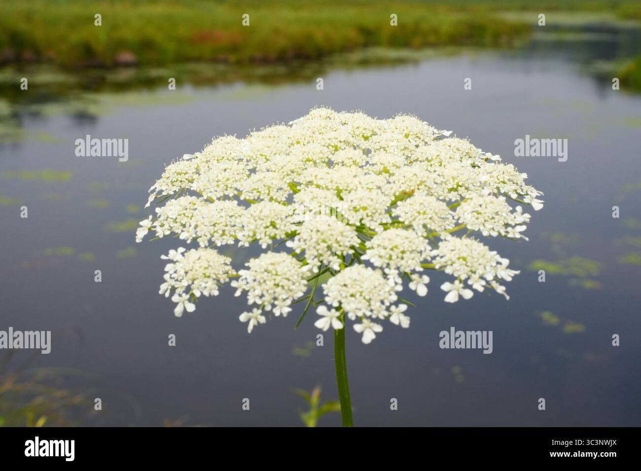 Nahaufnahme einer Queen Anne's Lace Blume in einem Feuchtgebiet, die ihre zarten, komplizierten Details und die natürliche Schönheit im Wasserbereich zeigt. Stockfoto
