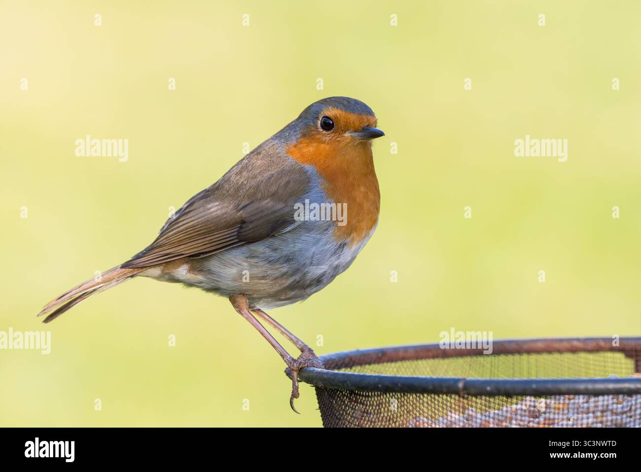 Europäische Robin [ Erithacus rubecula ] auf der Seite eines Saatgutfuttertabletts im Garten Stockfoto