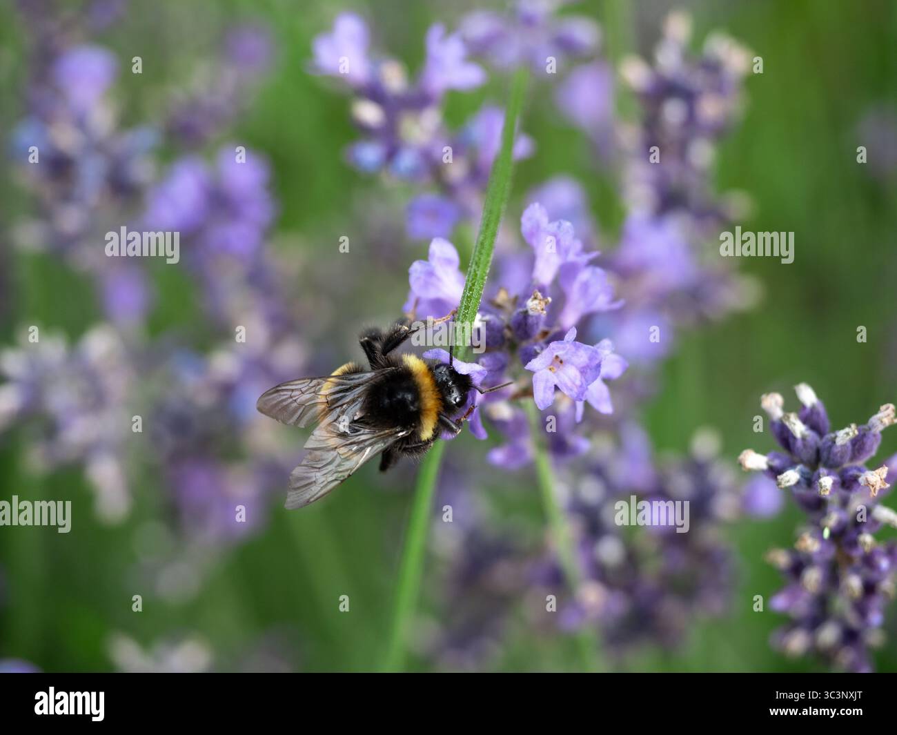 Ein detailliertes Makrofoto einer Biene, die sich in leuchtenden Lavendelblüten bestäubt, zeigt die Schönheit und ökologische Bedeutung der Natur. Stockfoto