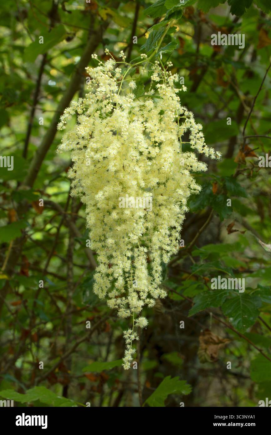 Ozeanspray (Holodiscus discolor), Sandy River Delta, Columbia River Gorge National Scenic Area, Oregon Stockfoto