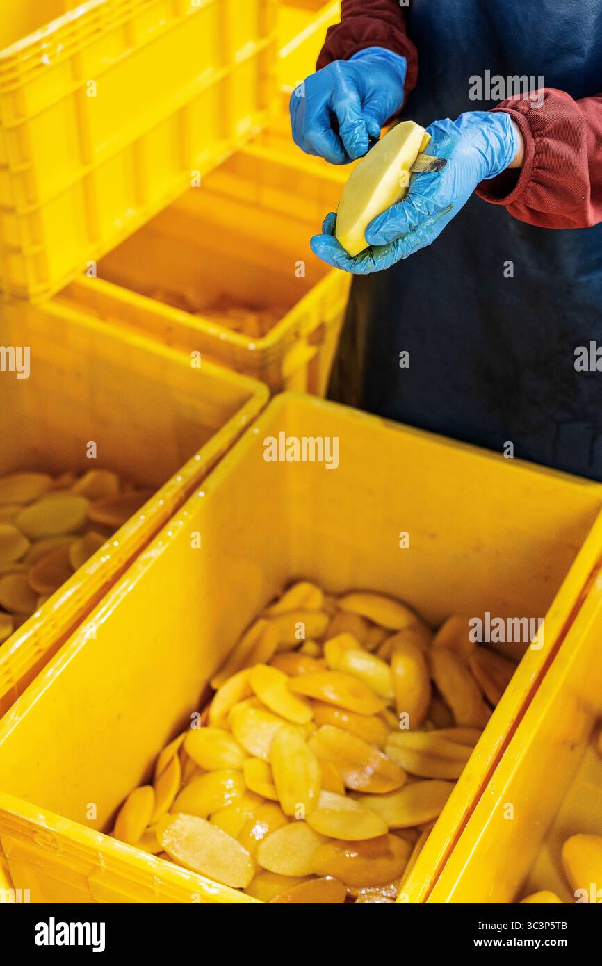 Verarbeitung geschälter Mangobrüchte in einer Lebensmittelfabrik in kambodscha Stockfoto