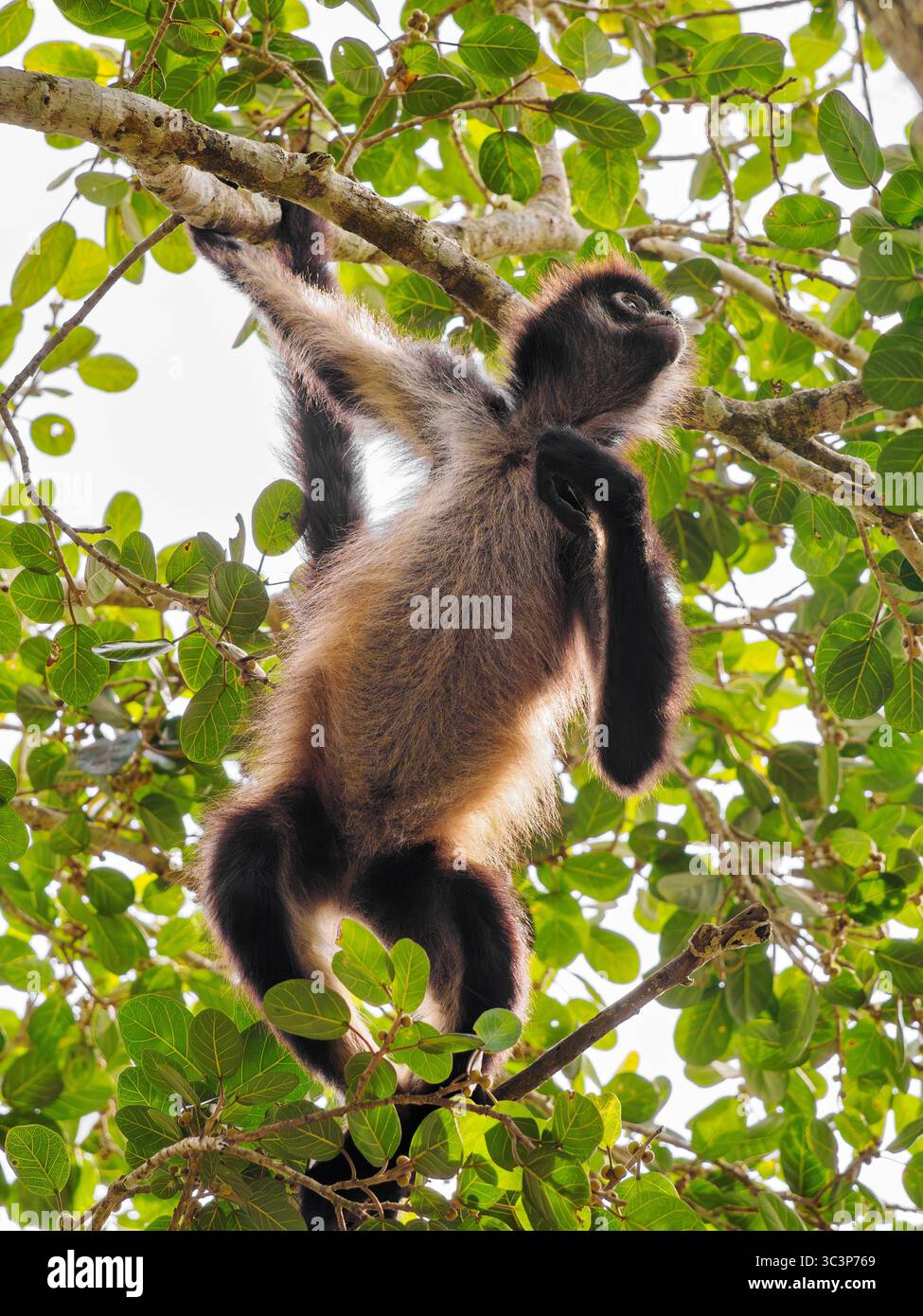 Yucatan Spinnenaffen (Ateles geoffroyi yucatanensis) im Lamanai Archaeological Reserve, Orange Walk District, Belize Stockfoto