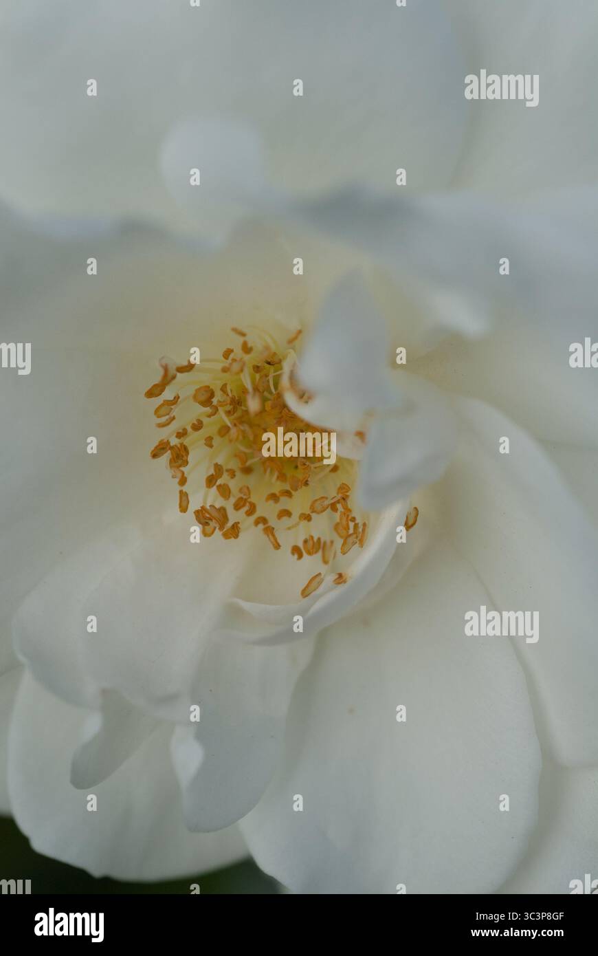 Zarte weiße Blütenblüten in einem ruhigen Garten mit komplexen gelben Staubblättern und weichen Blütenblättern unter natürlichem Licht. Stockfoto
