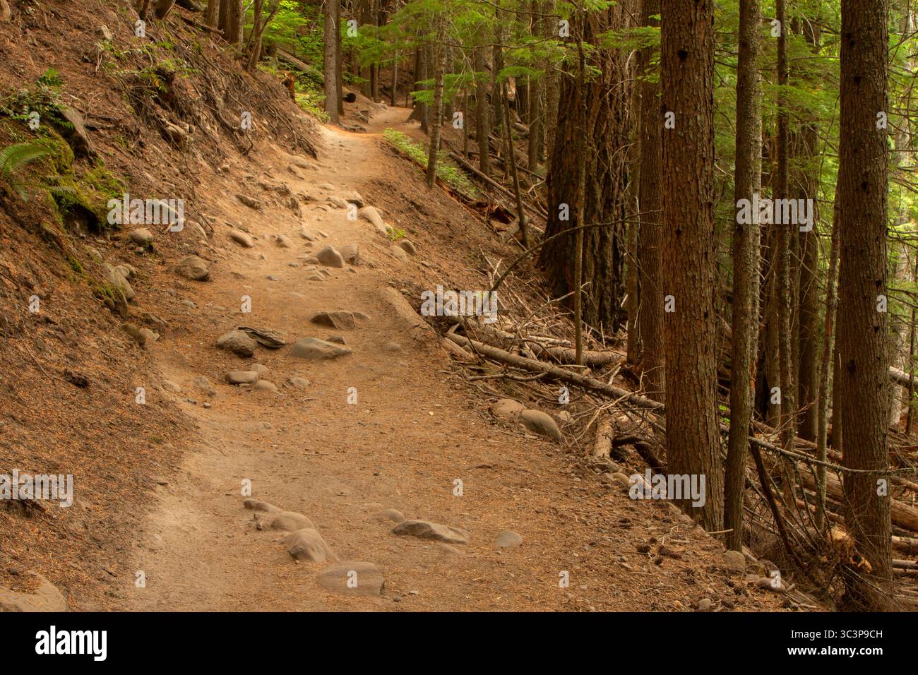 East Fork Trail, Mt. Hood National Scenic Byway, East Fork Hood Wild and Scenic River, Mt Hood National Forest, Oregon Stockfoto