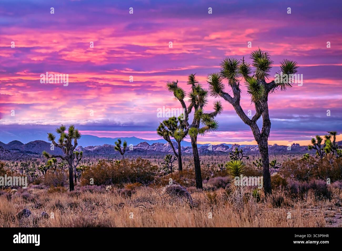 Joshua Tree Nationalpark Stockfoto