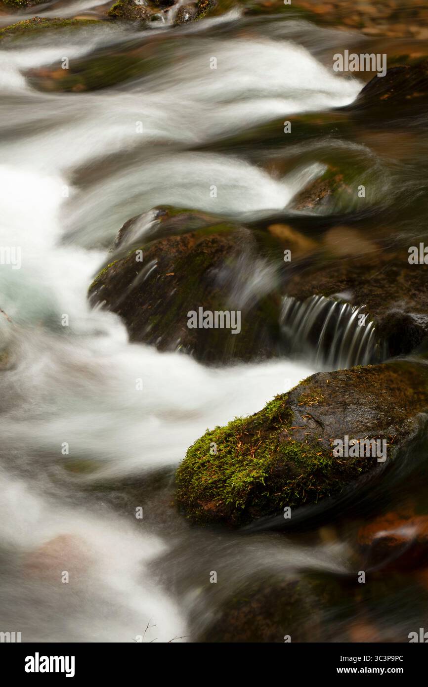 Cold Sping Creek entlang des Tamanawas Falls Trail, Mt. Hood National Scenic Byway, Mt Hood National Forest, Oregon Stockfoto