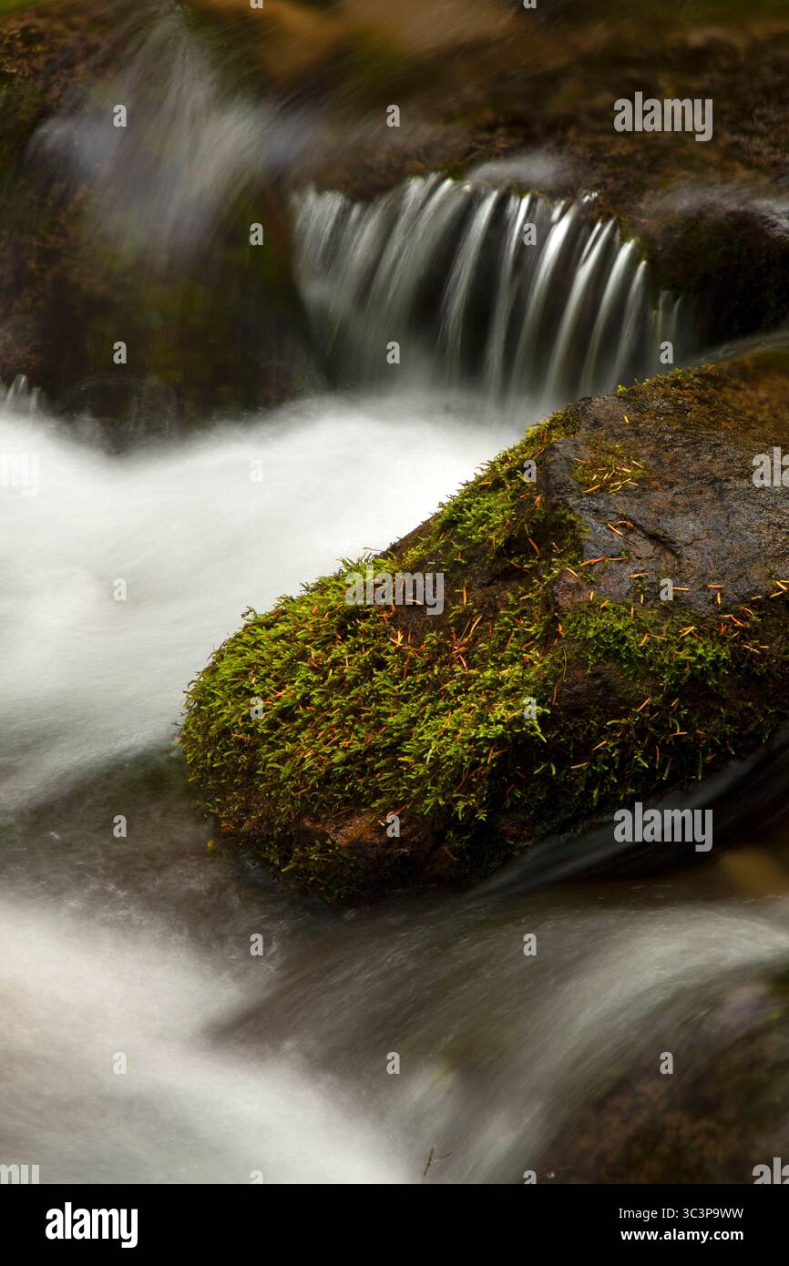 Cold Sping Creek entlang des Tamanawas Falls Trail, Mt. Hood National Scenic Byway, Mt Hood National Forest, Oregon Stockfoto
