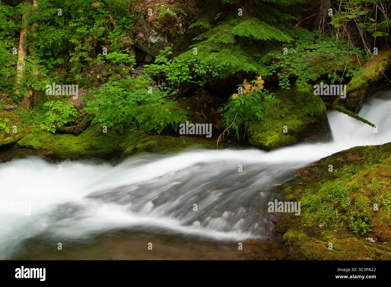 Cold Sping Creek entlang des Tamanawas Falls Trail, Mt. Hood National Scenic Byway, Mt Hood National Forest, Oregon Stockfoto