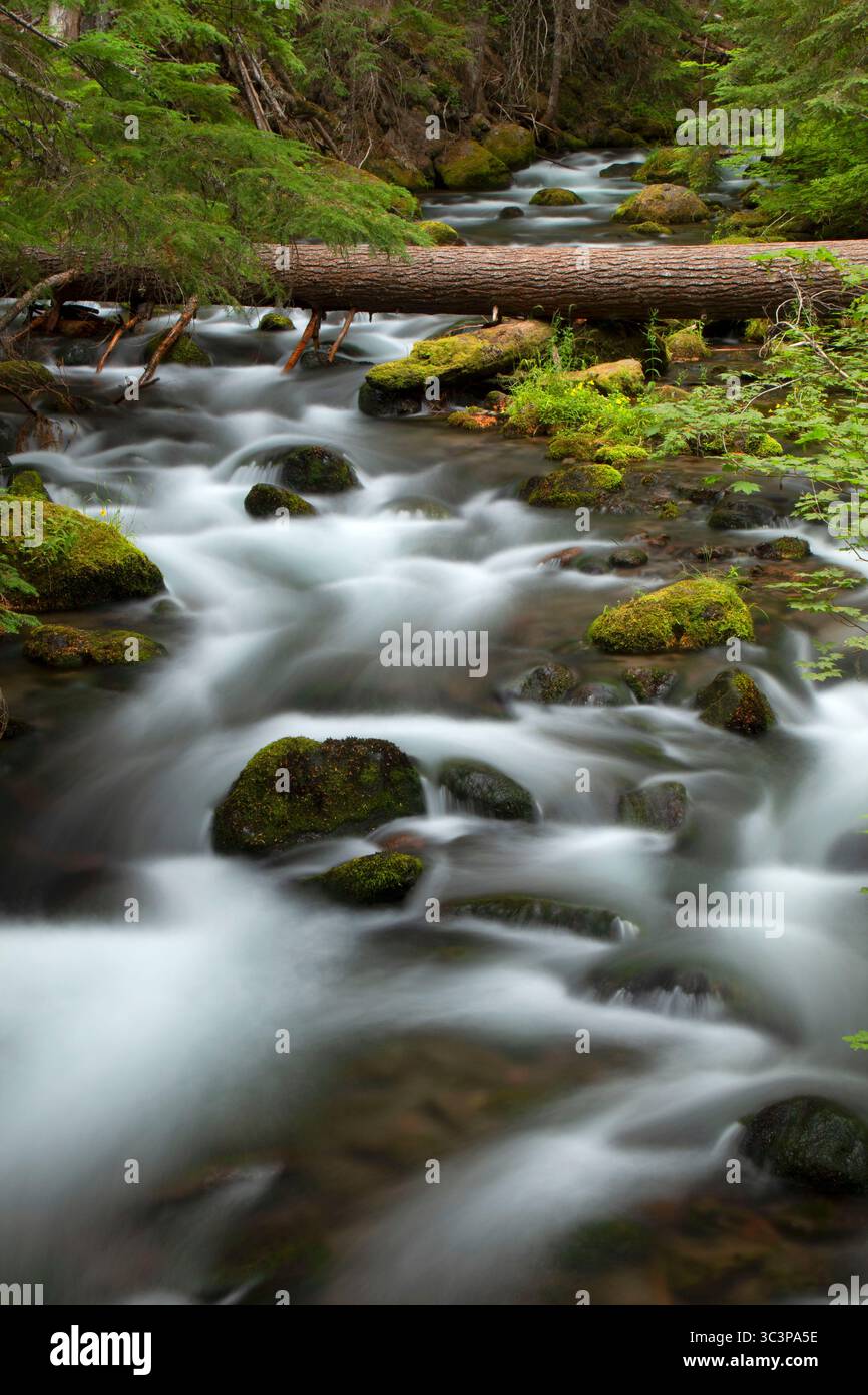 Cold Sping Creek entlang des Tamanawas Falls Trail, Mt. Hood National Scenic Byway, Mt Hood National Forest, Oregon Stockfoto