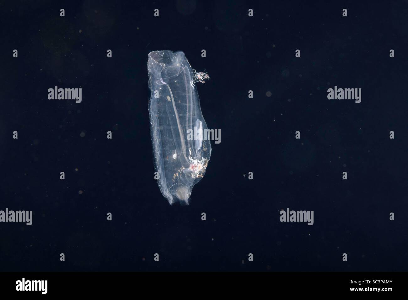 Dieses faszinierende Bild fängt die zarte Transparenz von Salpa aspera ein, einer pelagischen Tunika aus der Familie der Salpidae, während eines Tauchgangs mit schwarzwasser Stockfoto