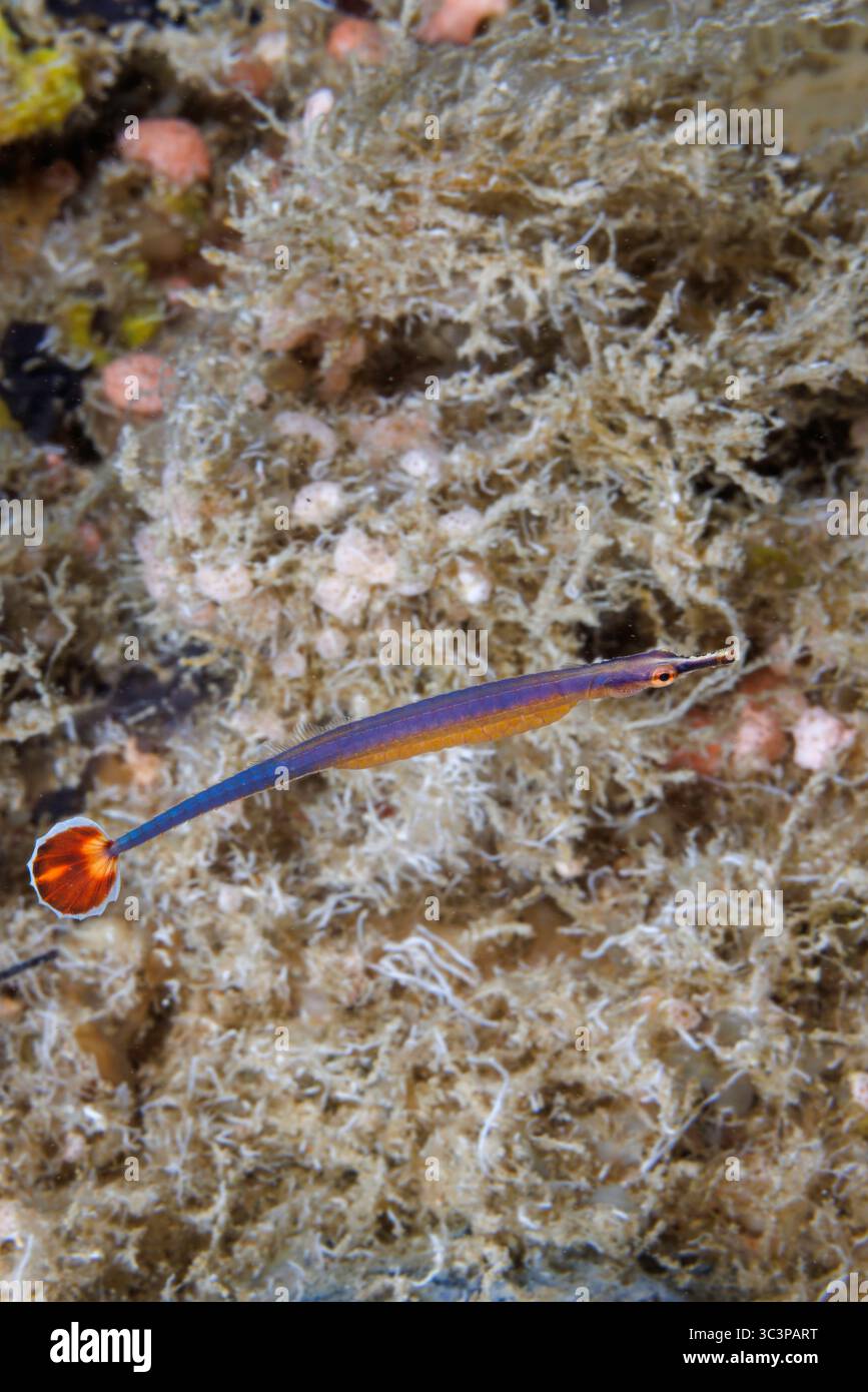 Dieser männliche Fahnenpfeifenfisch, Doryrhamphus excisus, trägt Eier und ist auch als blaugestreifte und blau-orange-putzende Pipefis bekannt Stockfoto