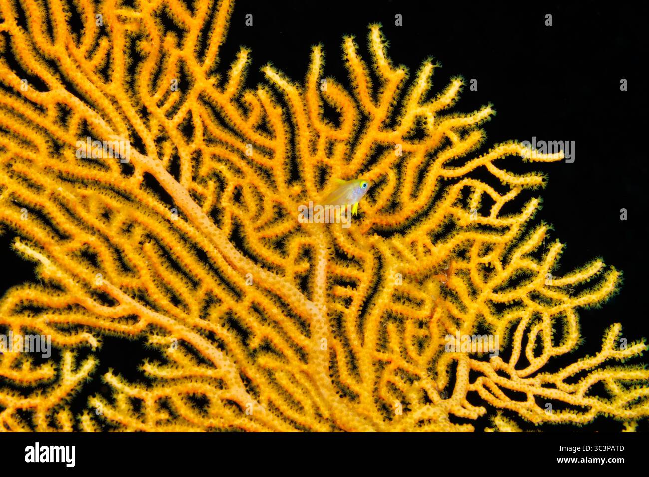 Junger goldener Jungfisch, Amblyglyphidodon aureus, von einem gorgonischen Meeresfächer auf einem Korallenriff vor der Insel Guam, Mikronesien, Marianen und Phili Stockfoto