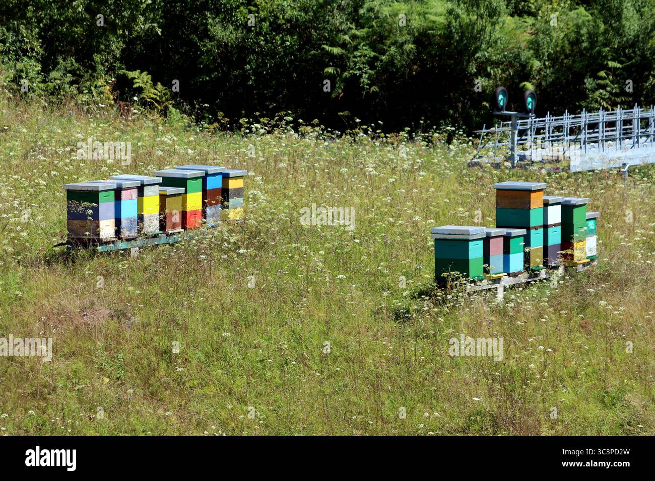 Gruppen von bemalten Holzbienhäusern bilden ein lebendiges Bienenhaus zwischen Wildblumen und hohem Gras, darunter Schafgarbe achillea millefolium und wilde Karotten Stockfoto