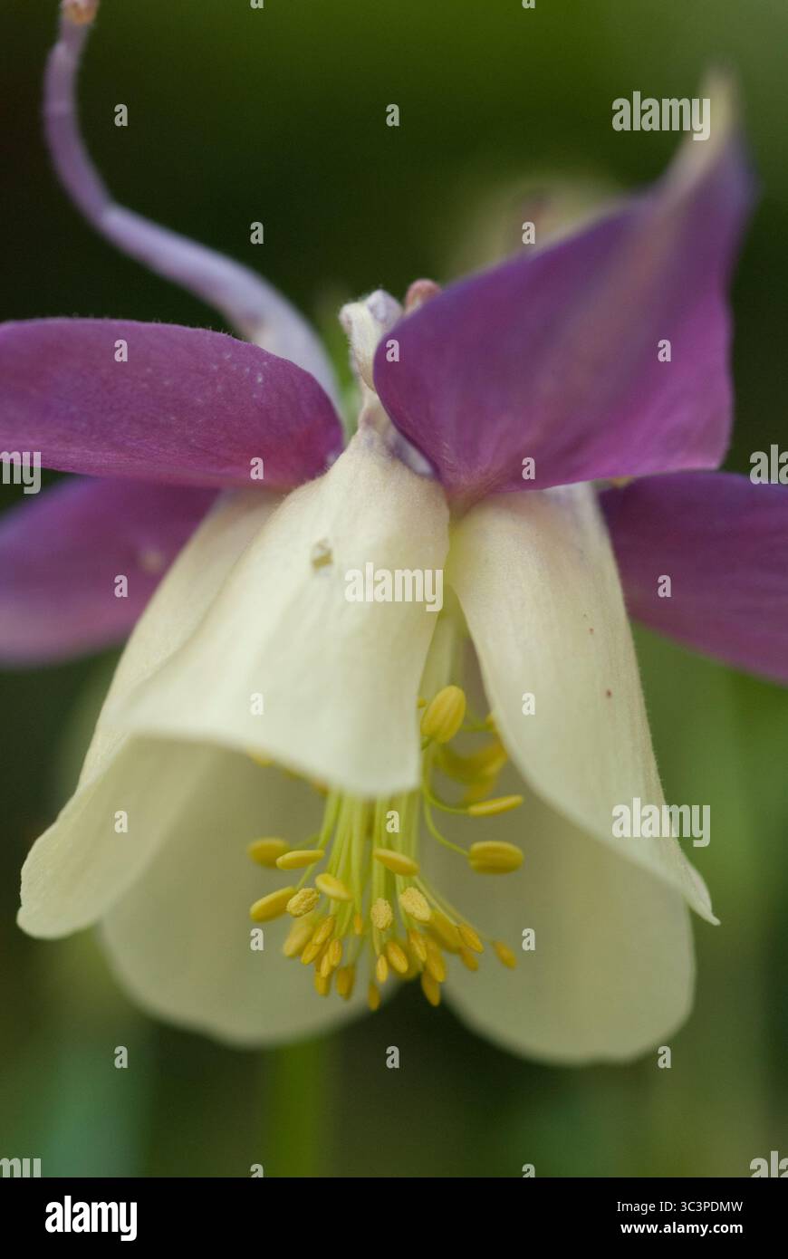 Die zarte kolumbinenblüte präsentiert violette Blüten und weiße Sepalen mit komplexen gelben Staubblättern und zeigt die Schönheit der Natur in einem ruhigen Garten. Stockfoto