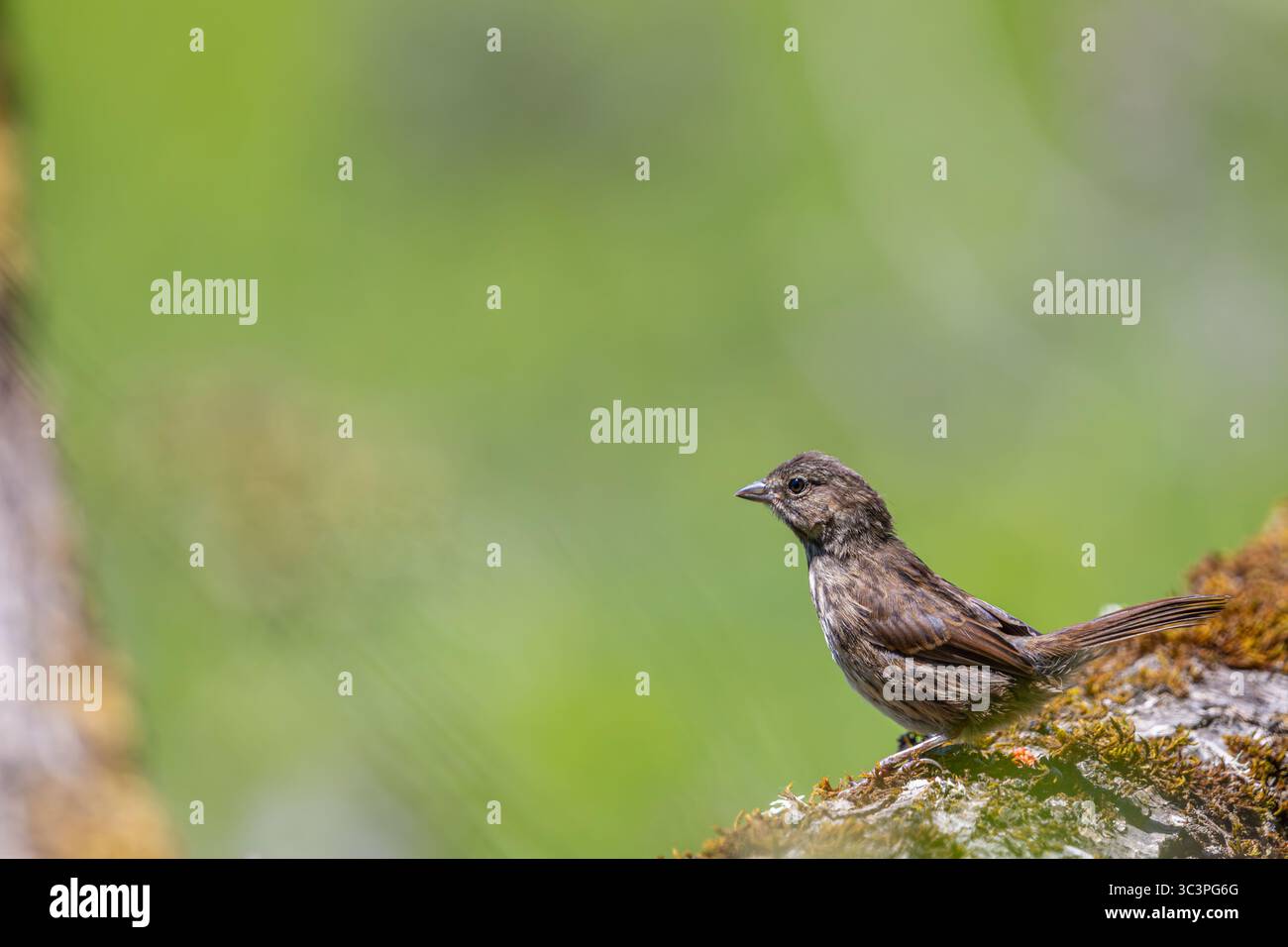 Ein Song Sparrow auf einem Baumstamm im Oaks Bottom Wildlife Refuge in Portland, Oregon Stockfoto