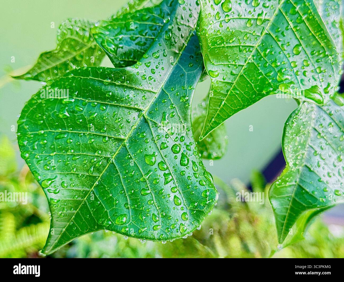 Goldener Pfeil/vergoldeter Löffel (Plumeria pudica) bedeckt mit Wassertropfen Stockfoto