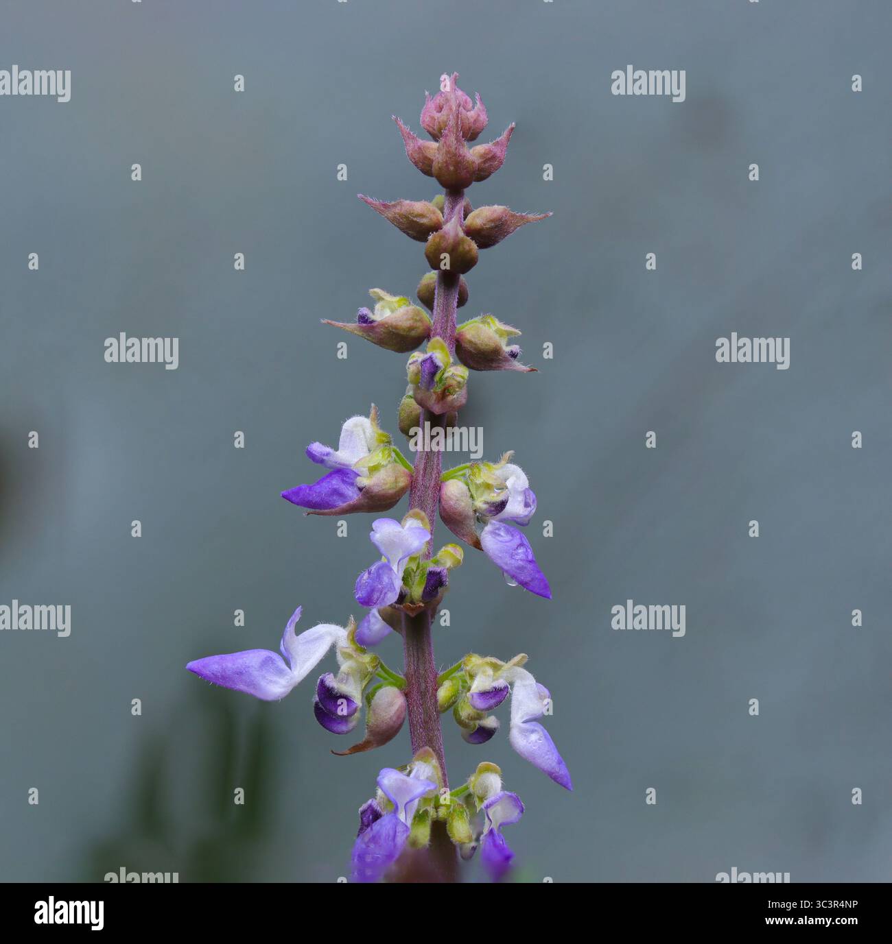 Makroaufnahme einer sich entwickelnden Blütenknospe mit feinen Haaren vor einem glatten grünen Hintergrund, mit botanischen Texturen und frühem Wachstum Stockfoto