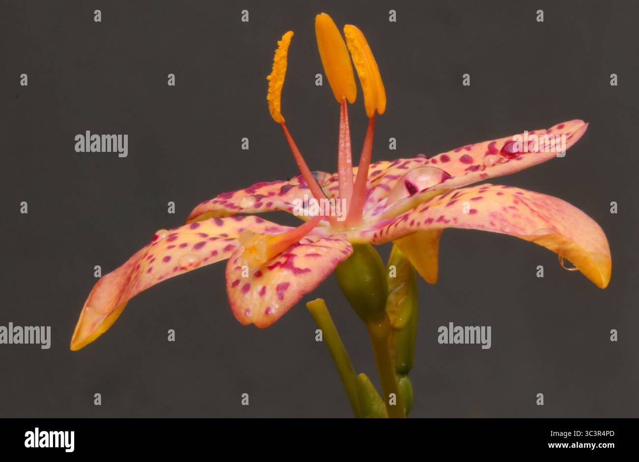 Nahaufnahme einer leuchtenden Orange- und rotgepunkteten Brombeerlilie (Iris domestica) Blume mit Wassertropfen, isoliert vor dunklem Hintergrund, zu sehen Stockfoto