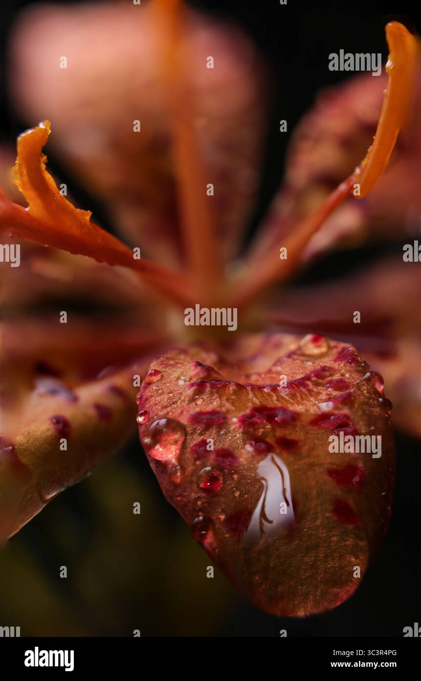 Makroaufnahme eines lebendigen, gesprenkelten Blütenblattes mit Wassertropfen, isoliert vor einem schwarzen, verschwommenen Hintergrund. Stockfoto