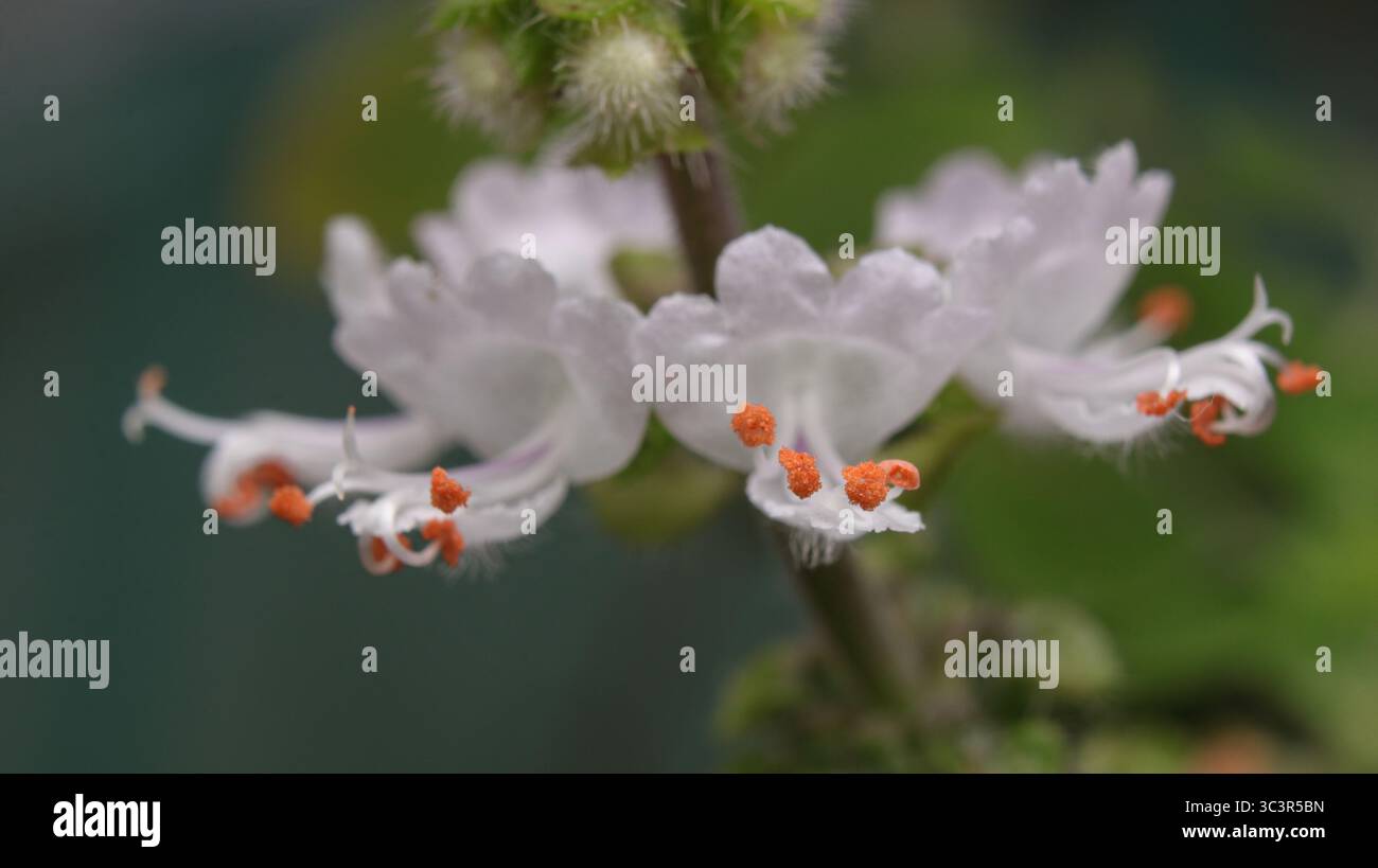 Makroaufnahme von zarten weißen Blüten mit leuchtenden orangen Staubblättern, isoliert vor einem weichen, unscharfen grünen Hintergrund, die natürliche Schönheit und symbolisieren Stockfoto