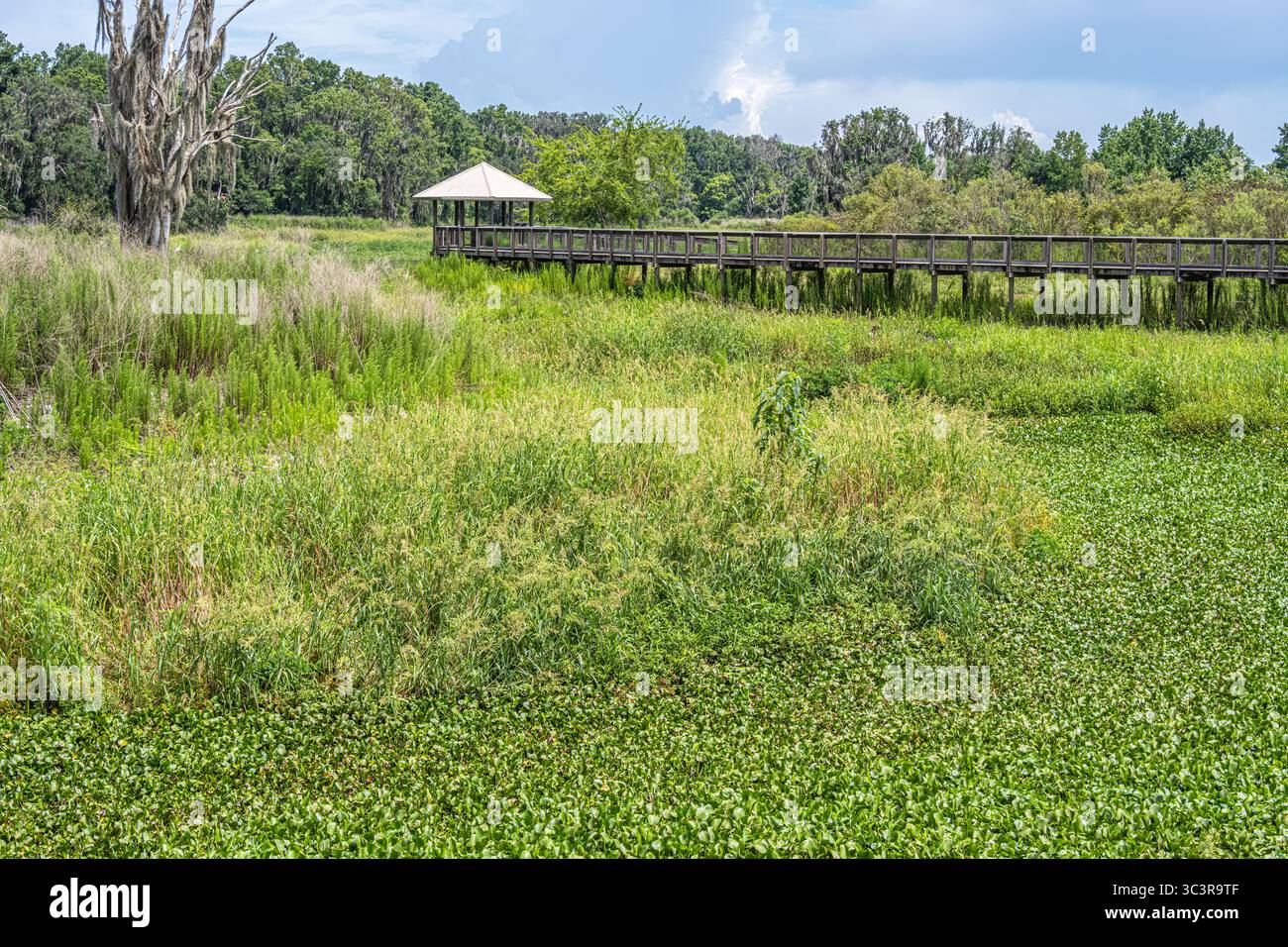 Die Promenade des La Chua Trail am Alachua Sink, einem Sinkloch, das Wasser aus dem Marsch Paynes Prairie in den Floridan Aquifer bei Gainesville ableitet. Stockfoto