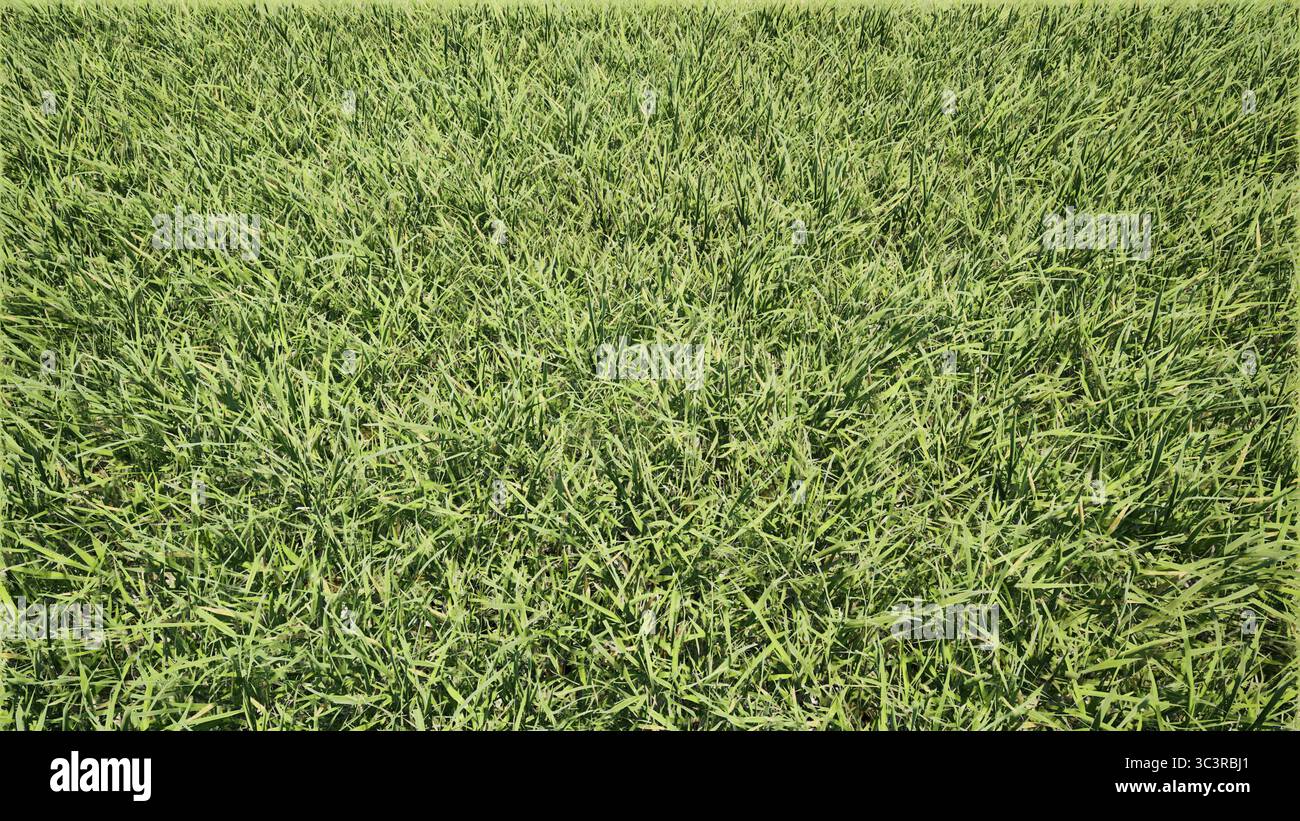 Grüne Graslandschaftspflanzen bg 3D-Rendering Stockfoto Grüne Graslandschaftspflanzen bg 3D-Rendering Stockfoto
