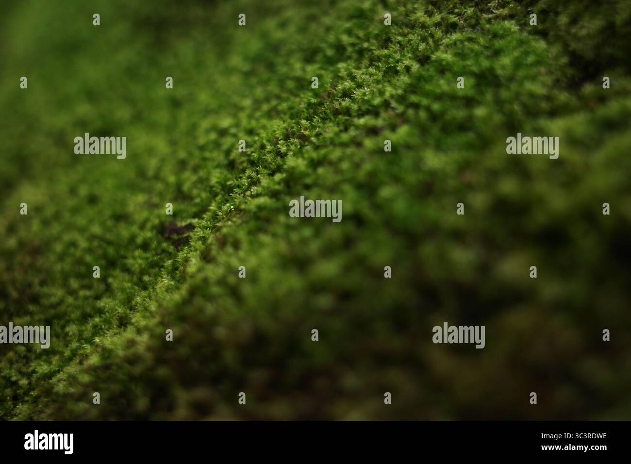 Nahaufnahme ausgewählter Fokus: Immergrüner Teppich grünes Moos Stockfoto