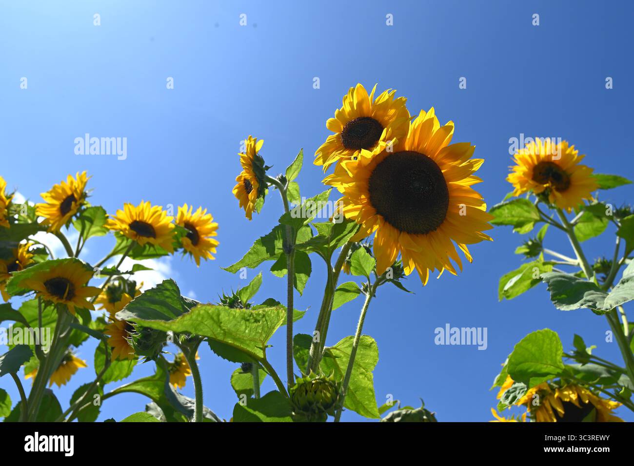 Fröhliche hellgelbe und tiefbraune Sommerblumen von Sonnenblume oder jährliche Helianthus vor blauem Himmel UK Juli Stockfoto
