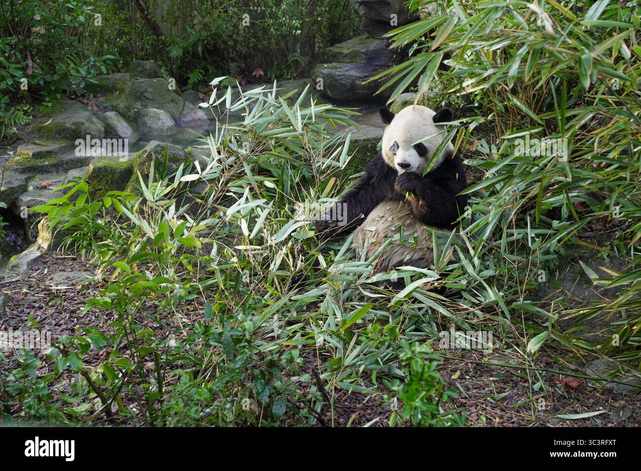 Ein riesiger Panda isst Bambus in einer waldähnlichen Umgebung im Panda Zoo in der Provinz Sichuan, China. Stockfoto