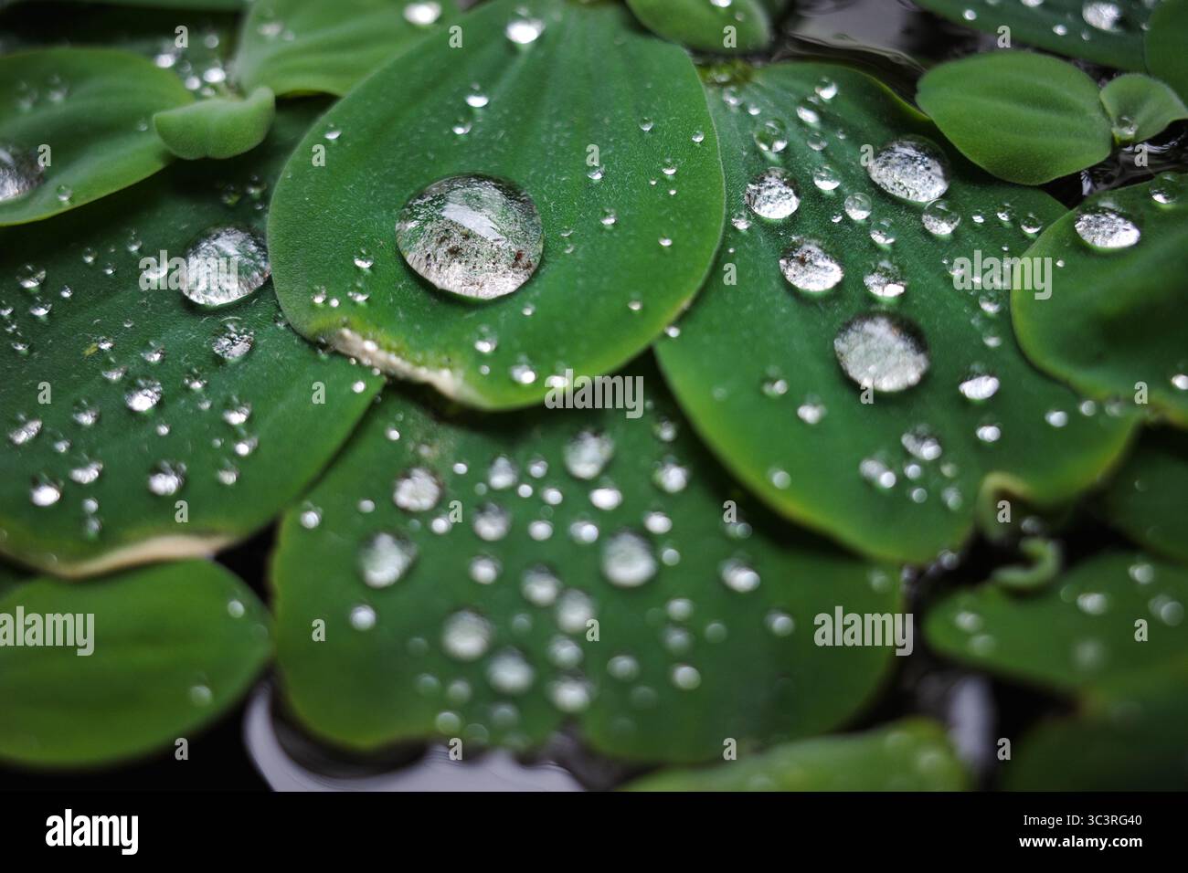Nahaufnahme von Wassersalat, bedeckt mit Wassertröpfchen. Stockfoto