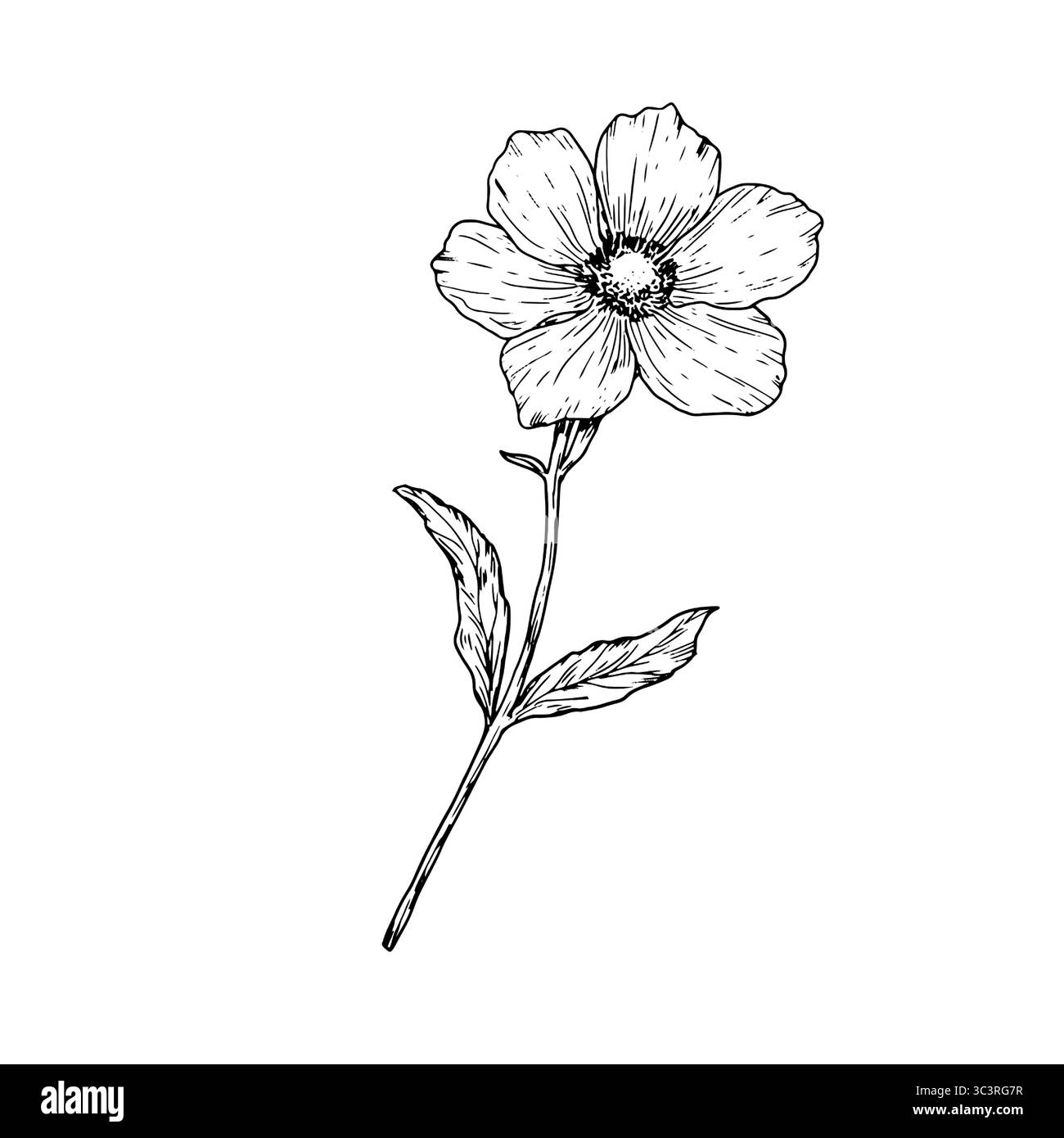 Frühlingsblumen mit Blüten und Blättern, schwarz-weiße Skizze. Vektorabbildung. Wiesenblumen, isoliert auf weißem Hintergrund. Für Einladungen Stock Vektor
