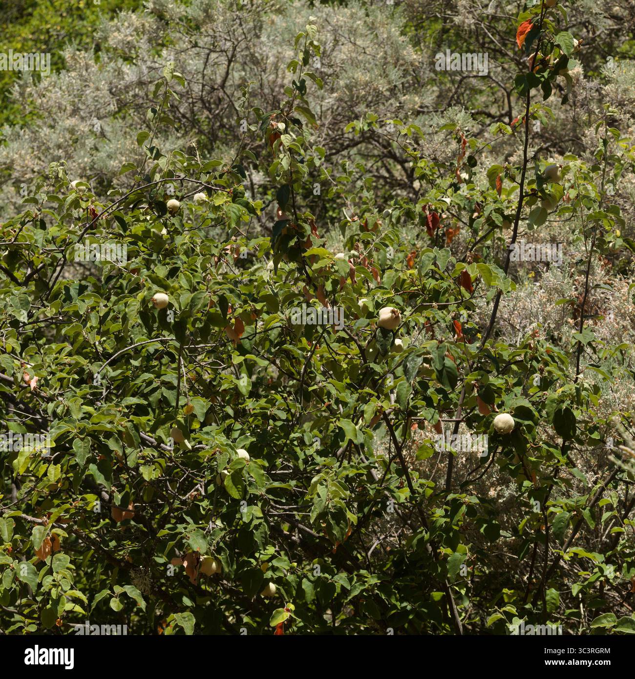 Gartenbau von Gran Canaria - reifende Quittenfrucht auf Zweighintergrund Stockfoto