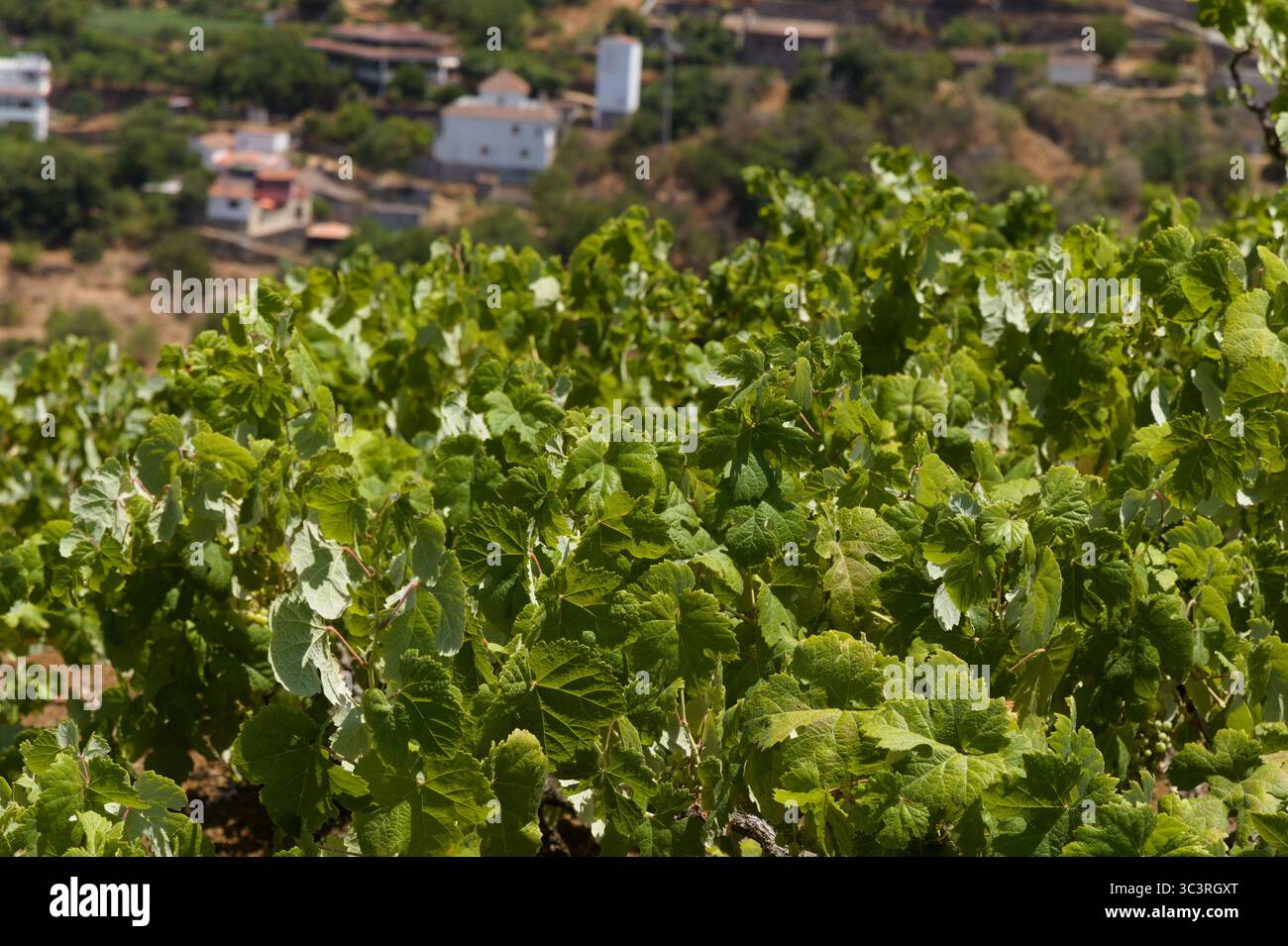 Weinbau von Gran Canaria - alte Weinberge im Juli, San Mateo Gebiet Stockfoto