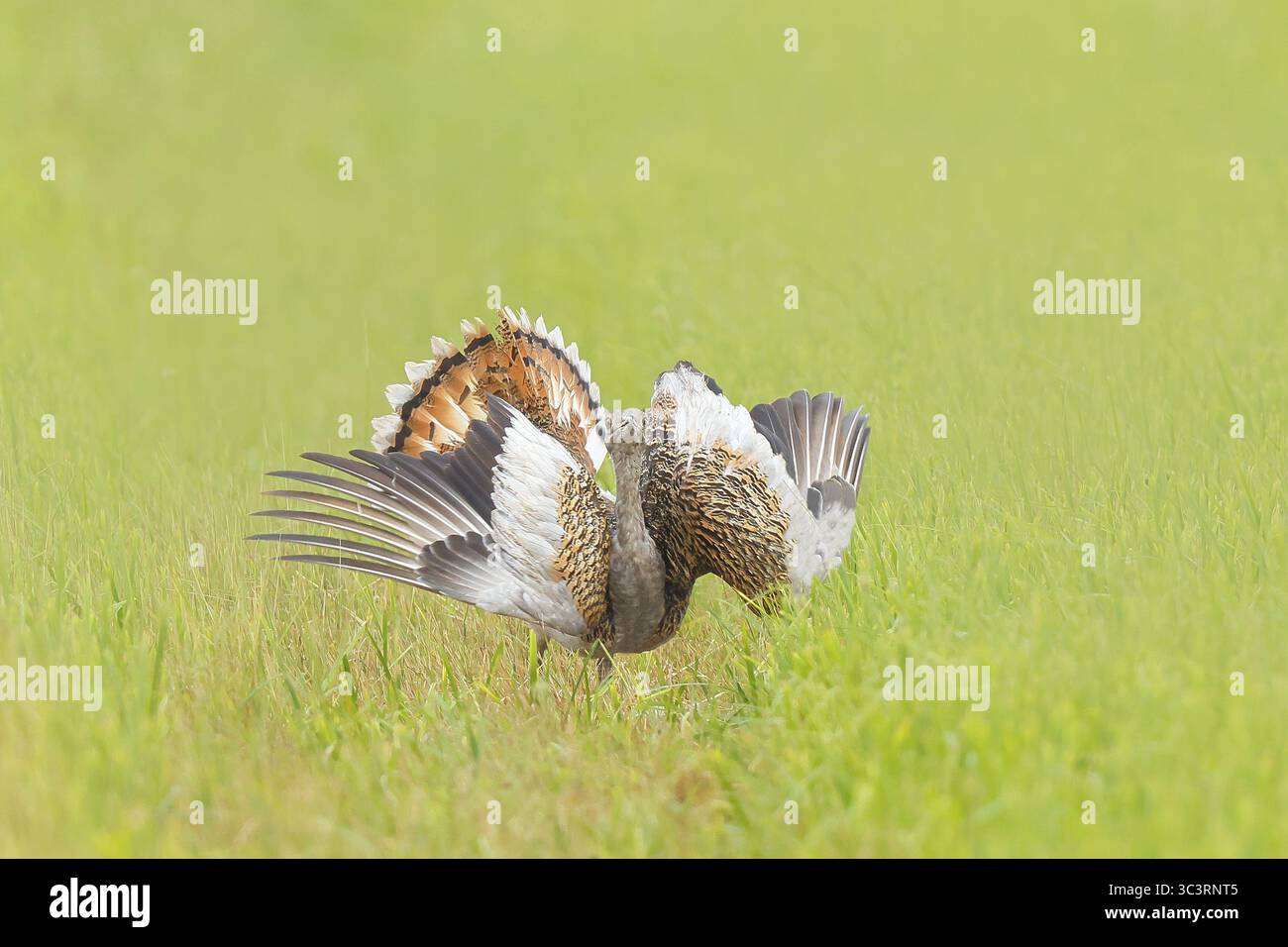 Großtrappe (Otis tarda), stehend mit ausgebreiteten Flügeln auf einer Wiese, Steppenvogel, extrem seltene Vogelarten, gefährdeter, schwerster fliegender Vogel, Weibchen Stockfoto