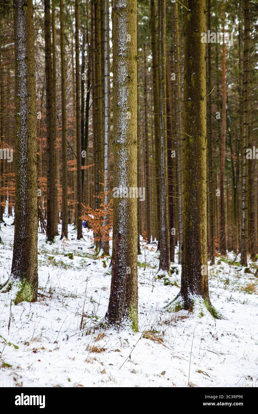 Ein ruhiger, schneebedeckter Wald mit hohen, schlanken Bäumen und sanfter Atmosphäre im oberen Kamptal Waldviertel Niederösterreich Stockfoto