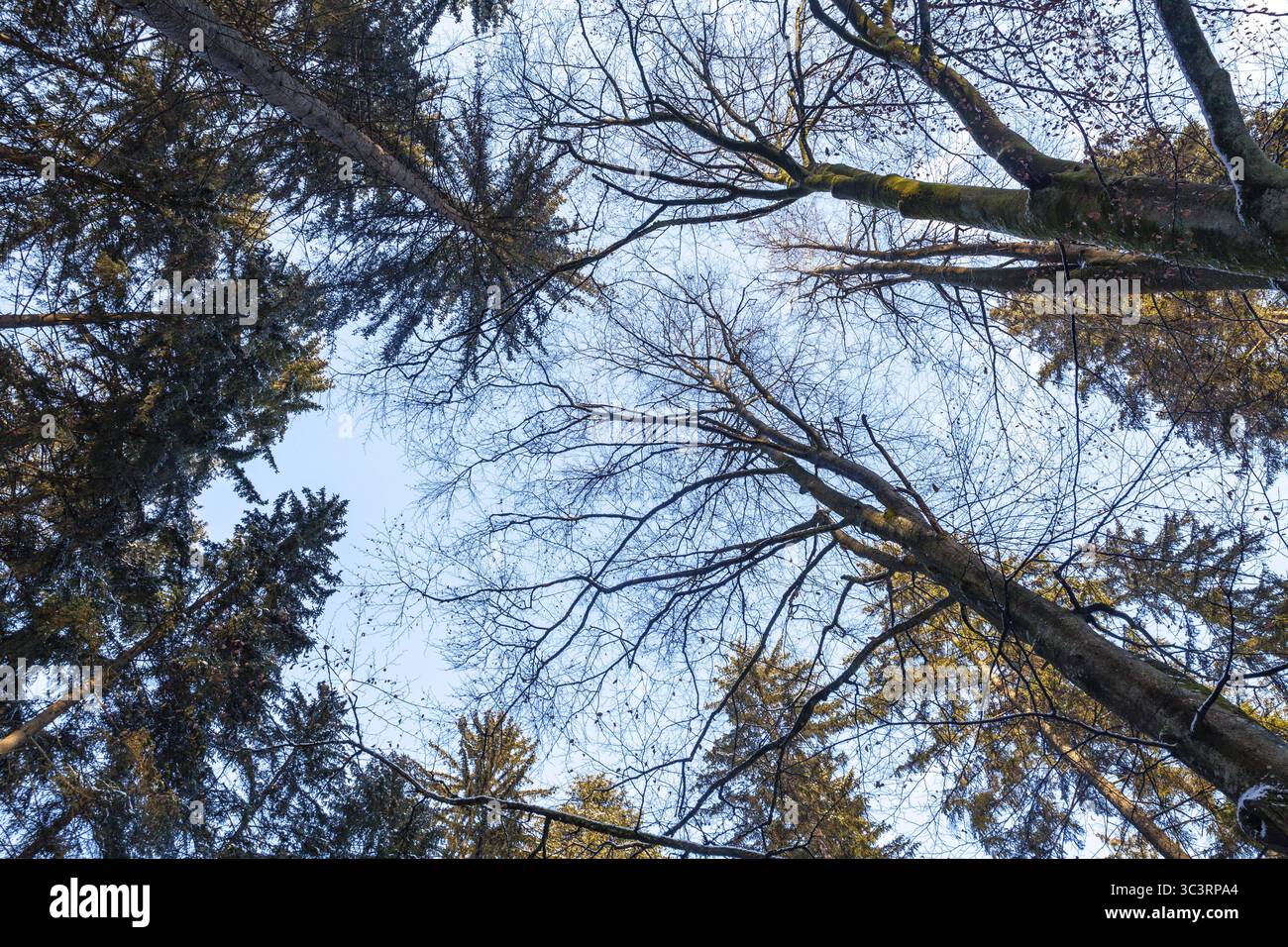 Blick nach oben auf schneebedeckte Baumkronen und einen klaren Himmel in einem winterlichen Waldgebiet im oberen Kamptal Waldviertel Niederösterreich Stockfoto