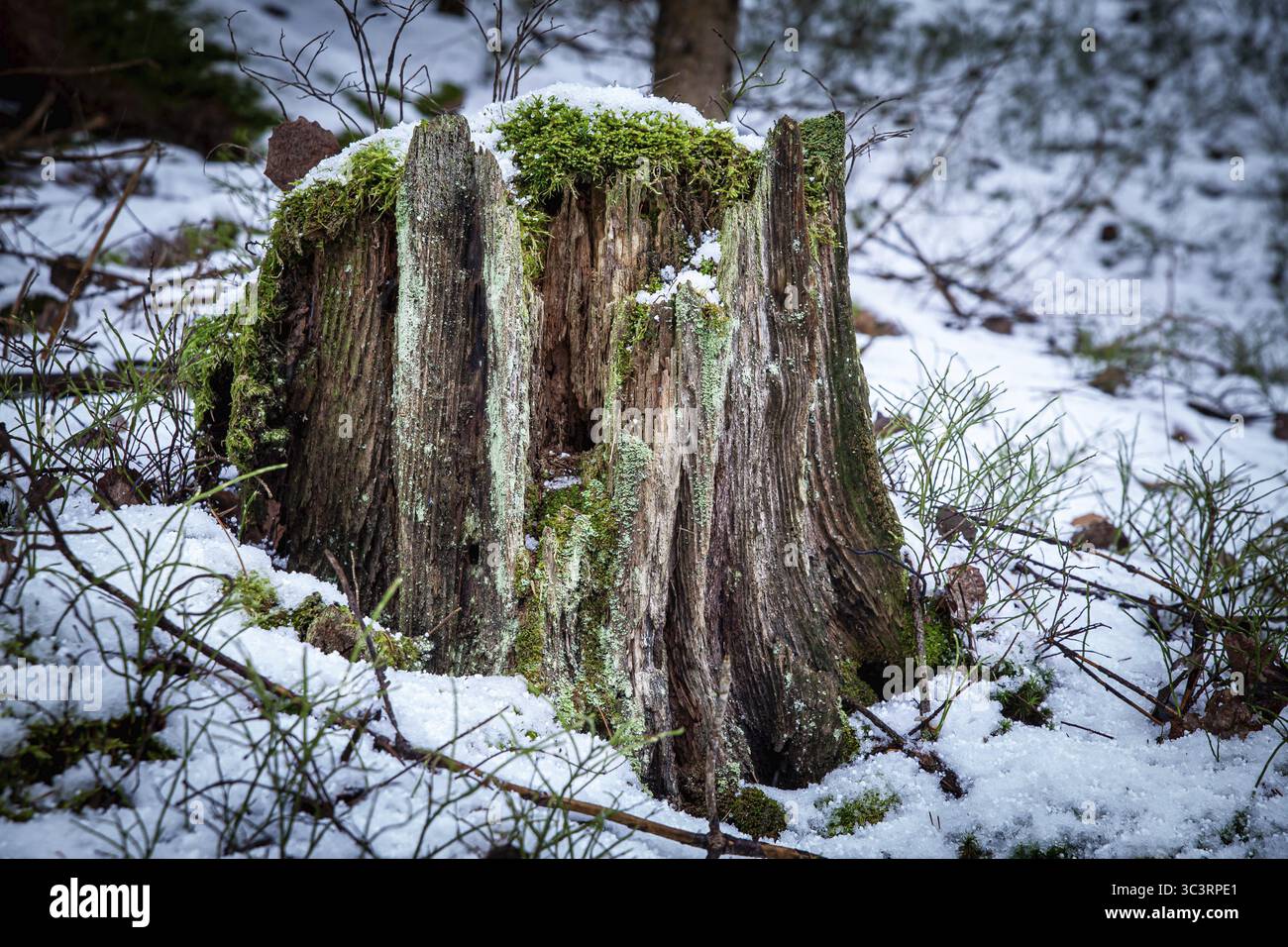 Ein moosbedeckter Baumstumpf in einem verschneiten Wald mit Details des verrottenden Oberen Kamptal Waldviertels Niederösterreich Stockfoto