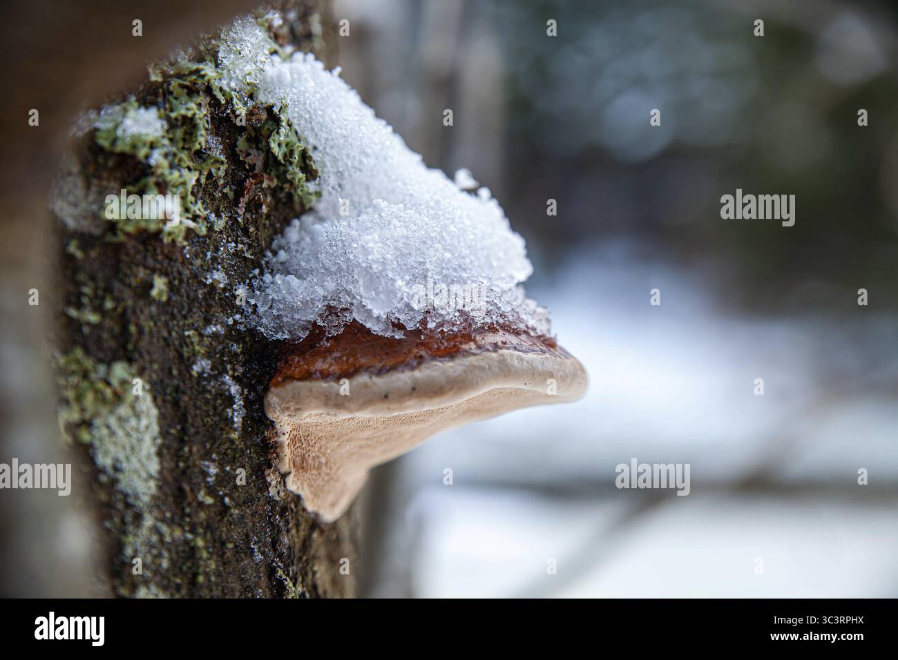 Ein schneebedeckter Pilz wächst auf einem Baumstamm mit leichtem Moosbewuchs im oberen Kamptal Waldviertel Niederösterreich Stockfoto