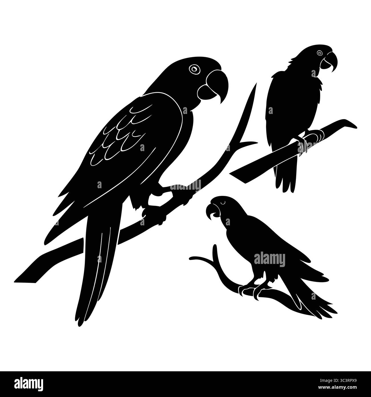 Silhouettenillustrationen afrikanischer Graupapageien, die auf Ästen in verschiedenen Posen thront Stock Vektor